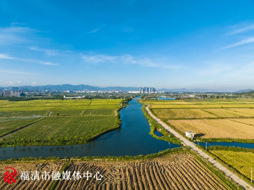 香！福清這片3880畝水稻豐收