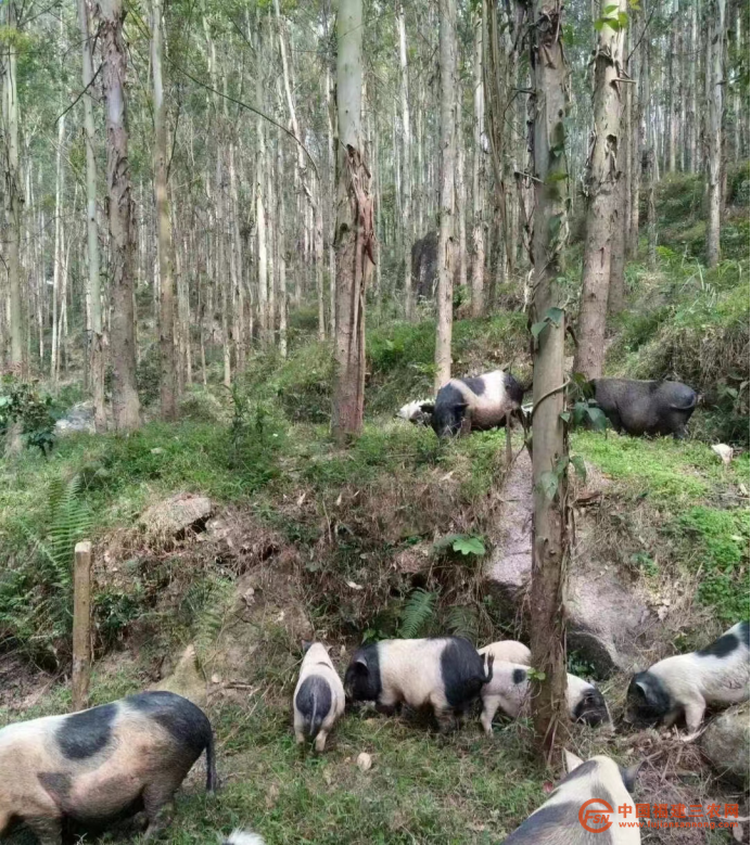 戴建輝：農(nóng)業(yè)“奇才”的鄉(xiāng)村情懷(插圖）427.png