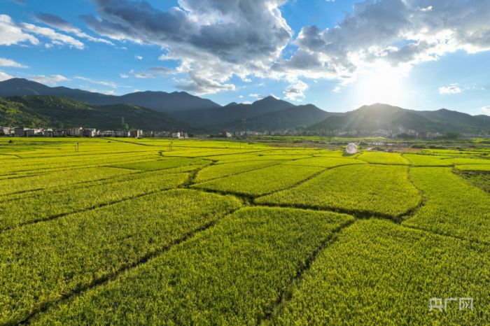 福建福清：稻香文化節(jié)趣享農(nóng)耕體驗(yàn)