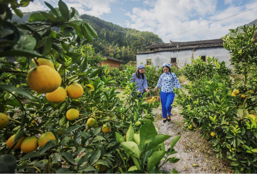 閩清梅洋村：黨員帶富小山村 群眾致富有出路