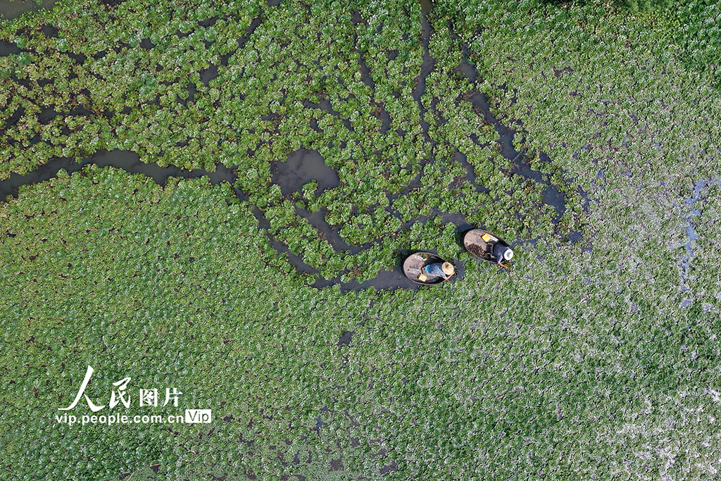 2022年9月11日，浙江省湖州市長興縣夾浦鎮(zhèn)太平橋村，村民們在劃著菱桶采摘菱角。