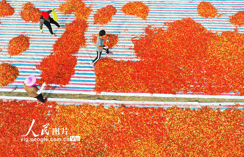 安徽亳州：小辣椒 大產(chǎn)業(yè)【3】