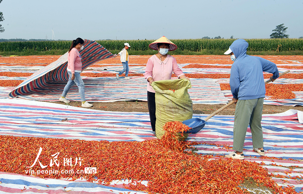 安徽亳州：小辣椒 大產(chǎn)業(yè)【6】