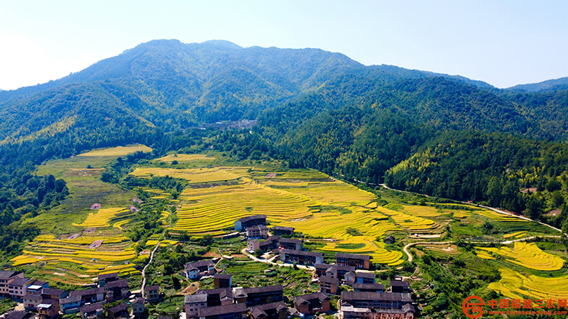 數(shù)千畝高山梯田稻子陸續(xù)成熟，稻田層層疊疊，錯(cuò)落有致 (1).jpg