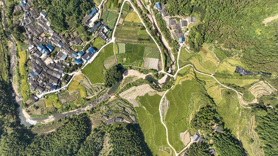 金秋時節(jié)，福建省武夷山市嵐谷鄉(xiāng)橫源、山坳、橫墩等村數(shù)千畝梯田稻浪滾滾，稻穗隨風搖曳。邱汝泉攝
