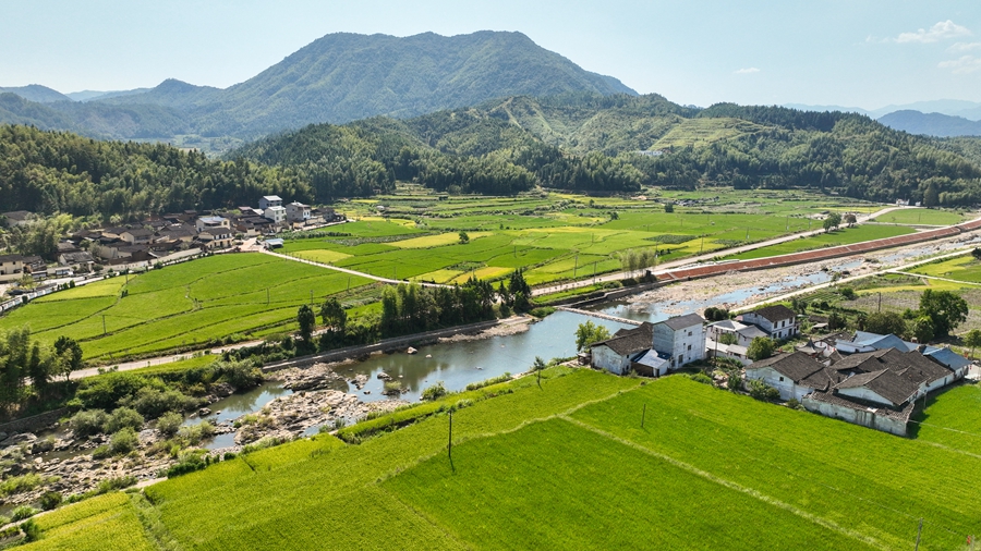 千畝梯田與遠處的村落青山構(gòu)成一幅美麗的畫卷。邱汝泉攝