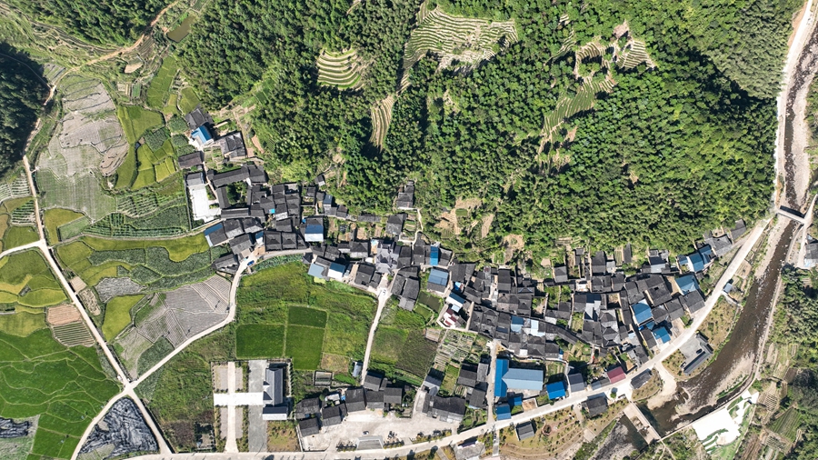 近年來，嵐谷鄉(xiāng)打造“北米”之鄉(xiāng)，利用北路高山晝夜溫差大的特點，種植北路生態(tài)大米，有效助力村民增收。邱汝泉攝