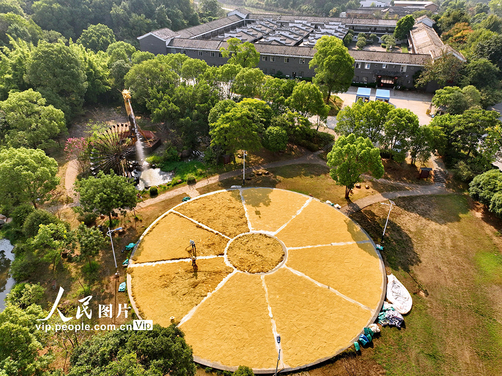江西贛州：稻谷晾曬忙