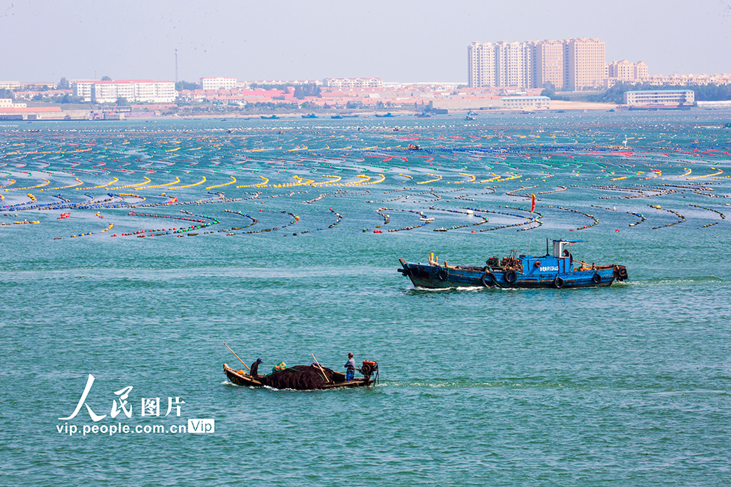 海上牧場(chǎng)“秋耕”忙