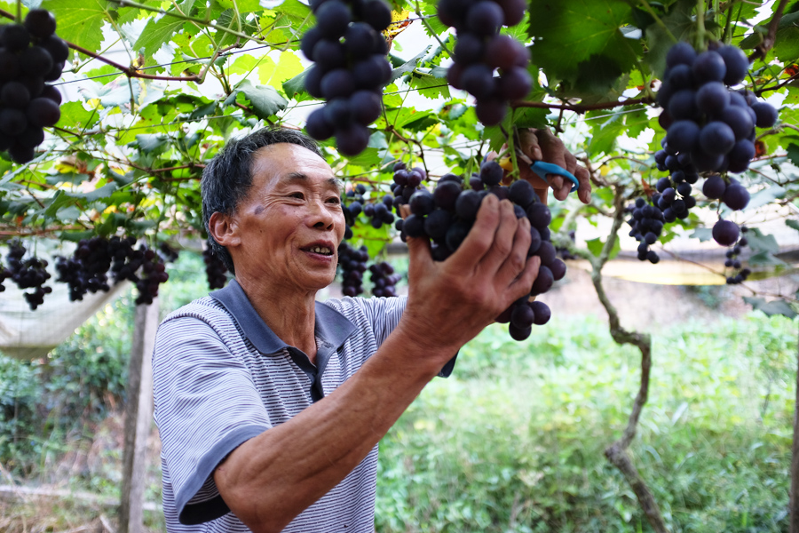 寧德壽寧縣鳳陽鎮(zhèn)的高山晚熟富鋅葡萄串串色澤紫黑、飽滿圓潤(rùn)。鄭鎮(zhèn)攝