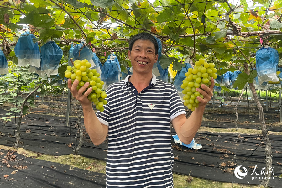 廈門集美區(qū)灌口鎮(zhèn)雙嶺村金玲瓏葡萄喜獲豐收。人民網(wǎng) 蘇海森攝