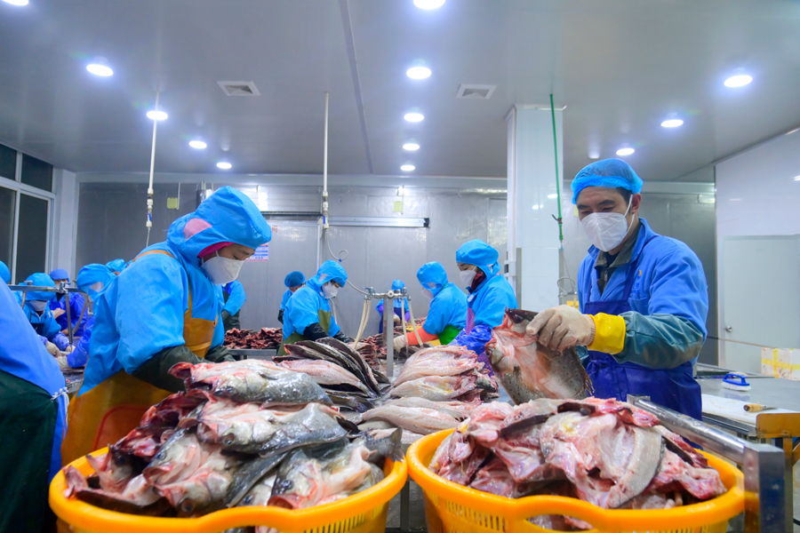 寧德福鼎市“海之夢(mèng)”休閑漁業(yè)示范基地大豐收。海洋漁業(yè)已成為福鼎百億富民支柱產(chǎn)業(yè)。福鼎市委宣傳部供圖