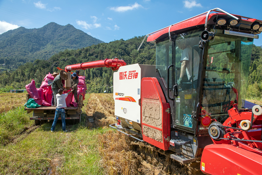 龍巖新羅區(qū)巖山鎮(zhèn)萊山村70余畝稻田里，農(nóng)戶們奔忙在田間地頭，做到防疫不缺位、秋收不誤時(shí)。張銳暢攝