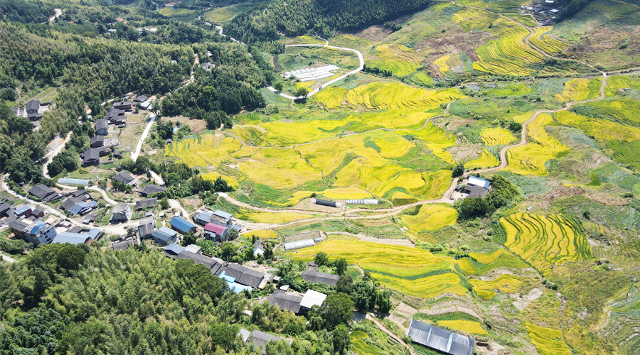位于三明尤溪縣的聯(lián)合梯田是全球重要農(nóng)業(yè)文化遺產(chǎn)，層層疊疊的萬畝梯田，稻浪飄香。吳振湖、黃功興攝