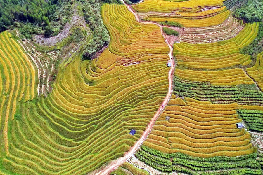 龍巖新羅區(qū)適中鎮(zhèn)白葉村百畝梯田豐收在即。謝輝光攝