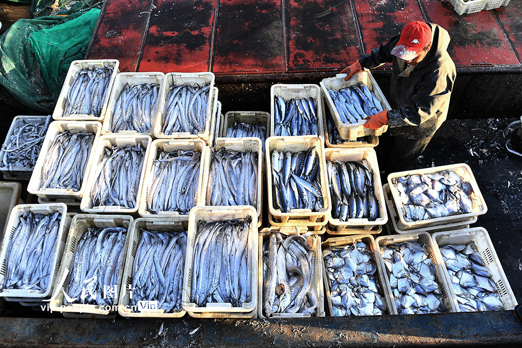 山東青島：秋捕豐收魚滿倉
