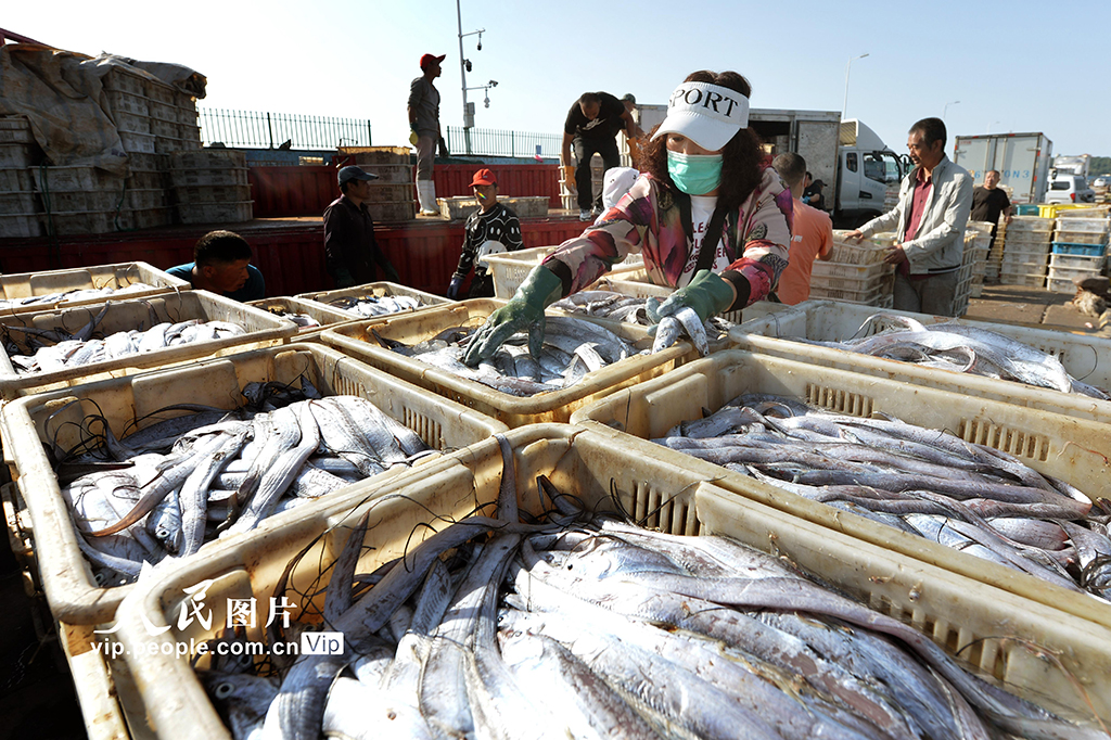 山東青島：秋捕豐收魚滿倉【2】