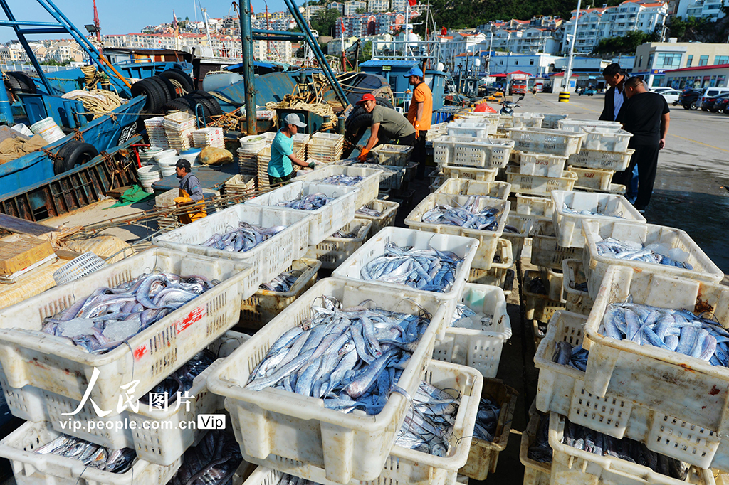 山東青島：秋捕豐收魚滿倉【3】