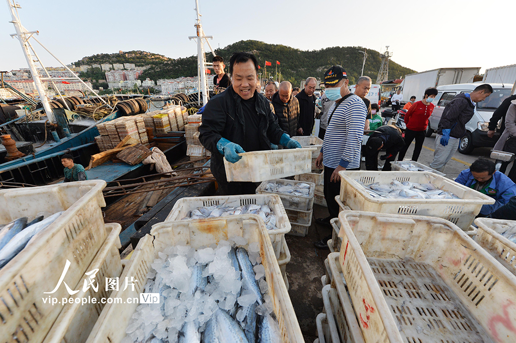 山東青島：秋捕豐收魚滿倉【4】