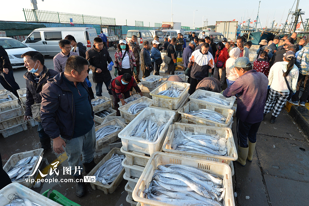 山東青島：秋捕豐收魚滿倉【5】