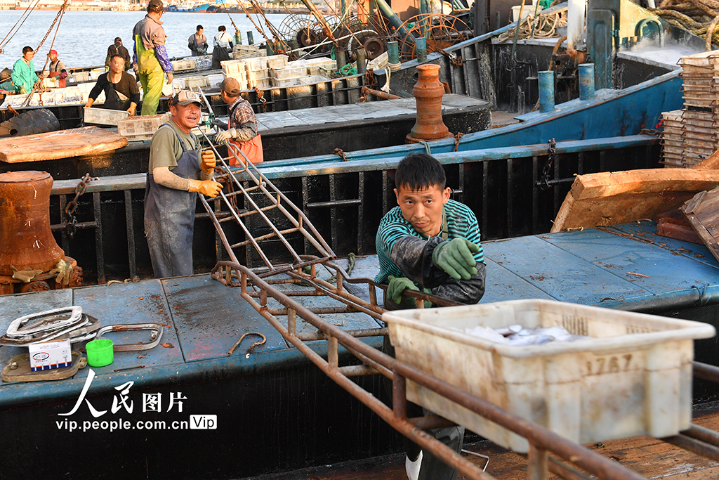 山東青島：秋捕豐收魚滿倉【6】