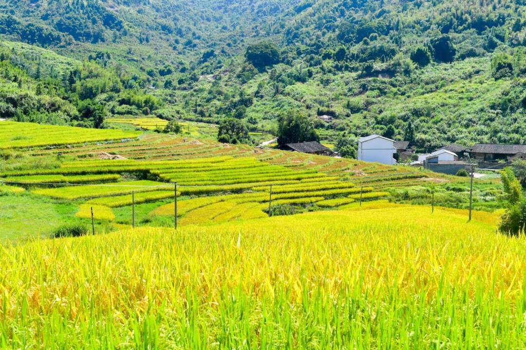 福建羅源：滿田豐景 醉美畫(huà)卷