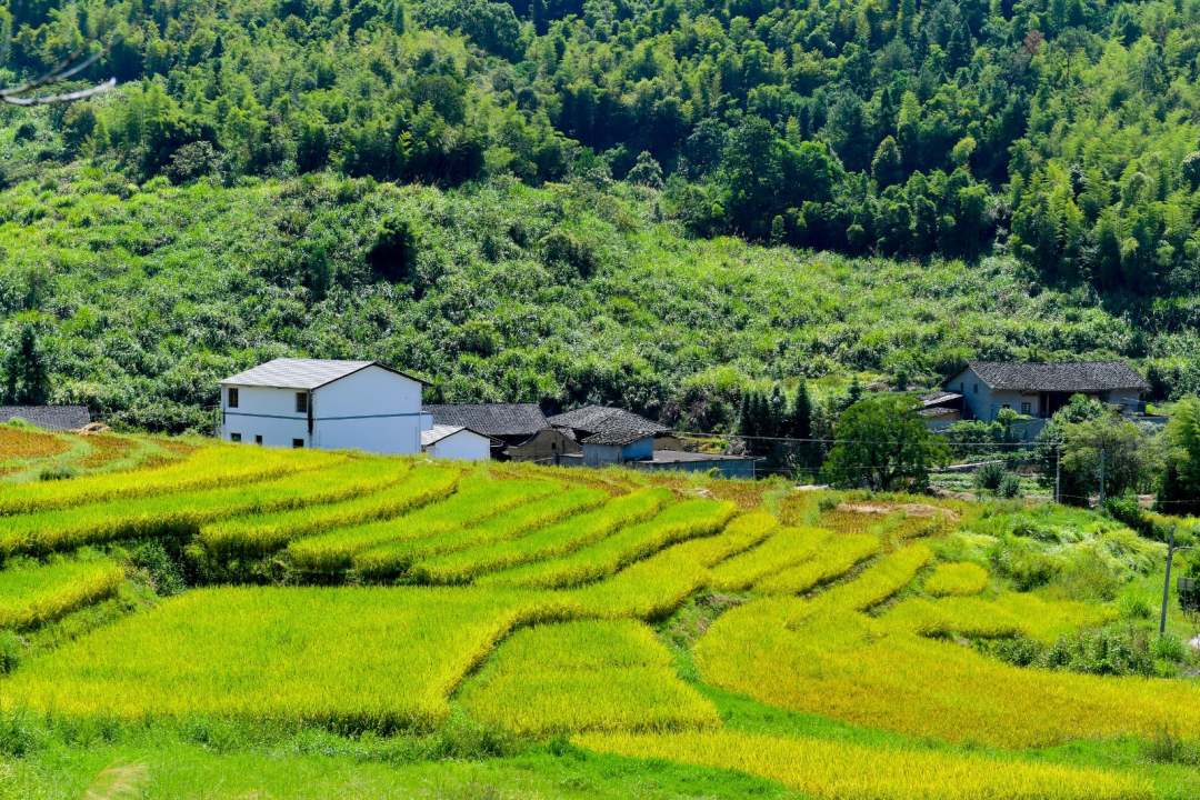 福建羅源：滿田豐景 醉美畫(huà)卷