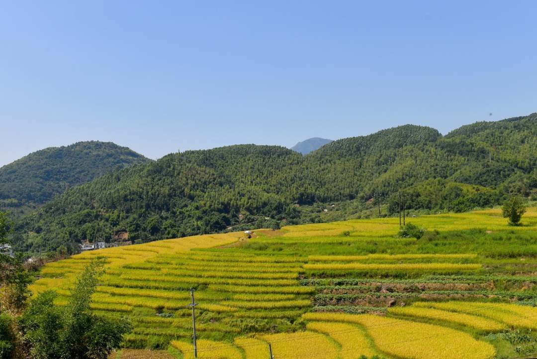 福建羅源：滿田豐景 醉美畫(huà)卷