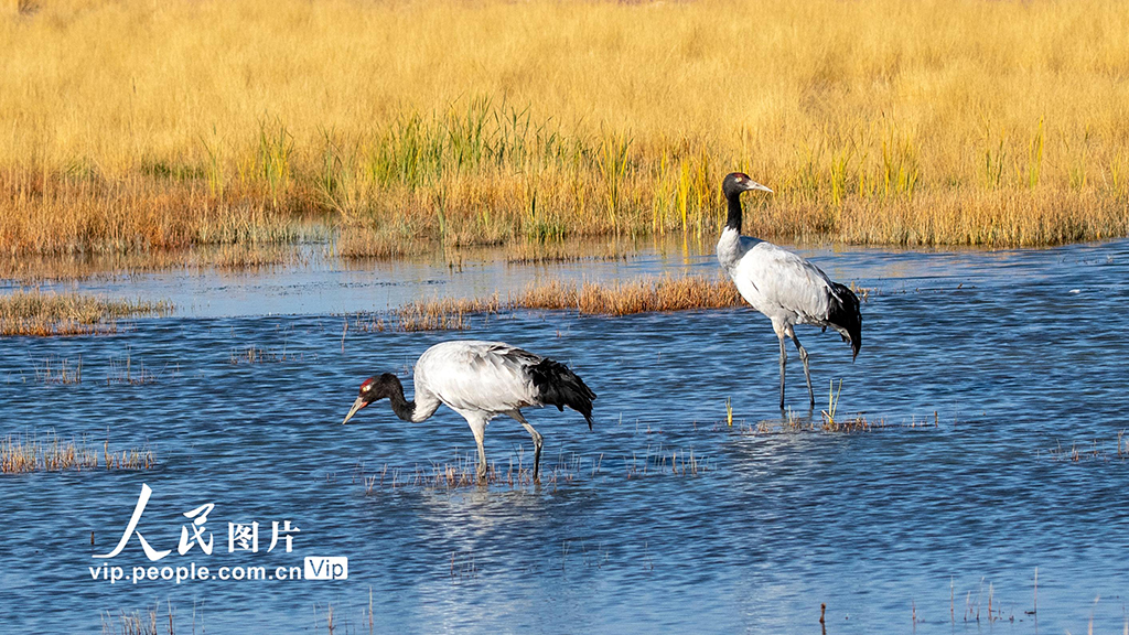甘肅阿克塞：黑頸鶴漫步蘇干湖濕地【3】