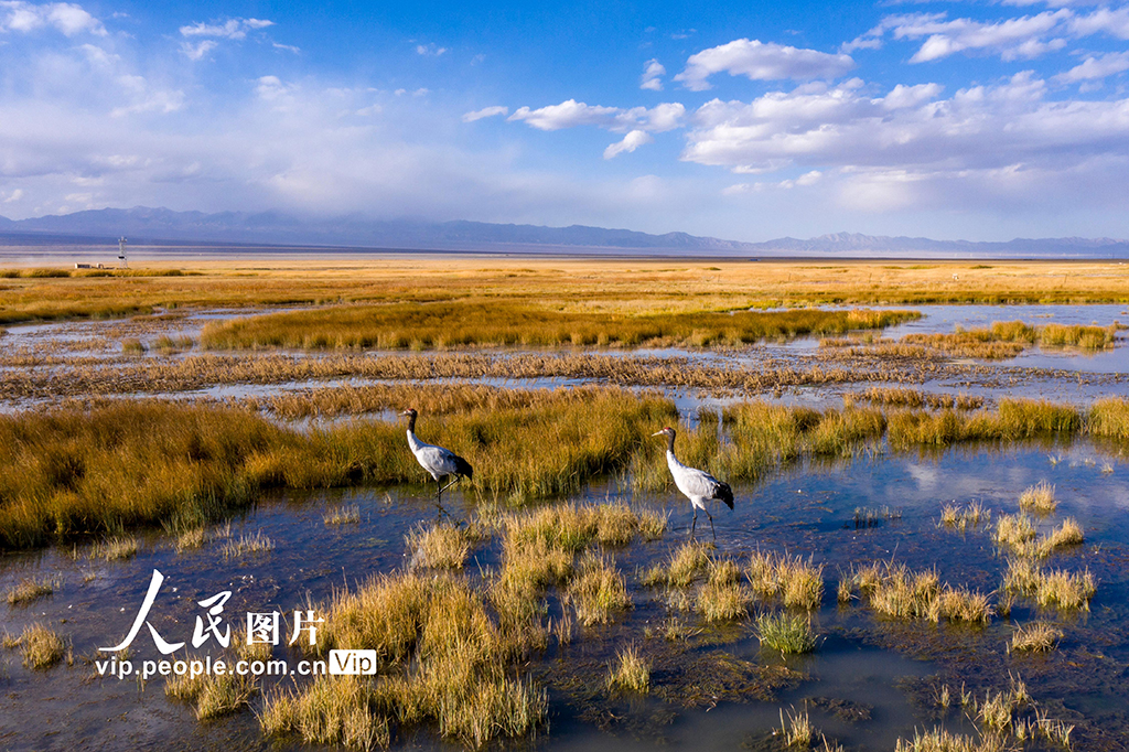 甘肅阿克塞：黑頸鶴漫步蘇干湖濕地【9】