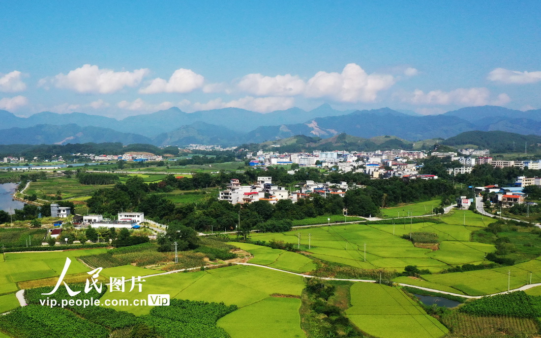 廣西羅城：金秋田園 如詩如畫【2】