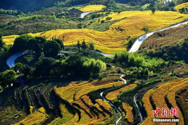 10月13日，秋收時(shí)節(jié)，福建省政和縣念山梯田色彩斑斕，迎來(lái)了一年中最美的時(shí)刻。念山梯田有千余年歷史，梯田最高處海拔1100米，垂直高度800米。1600多畝的梯田，分成了400多層，線條優(yōu)美。張斌 攝