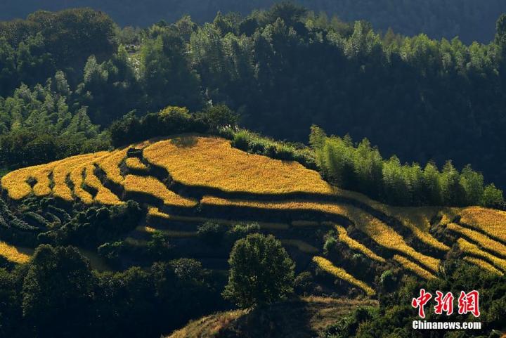 秋收時(shí)節(jié)，念山梯田色彩斑斕，迎來(lái)了一年中最美的時(shí)刻。 張斌 攝

