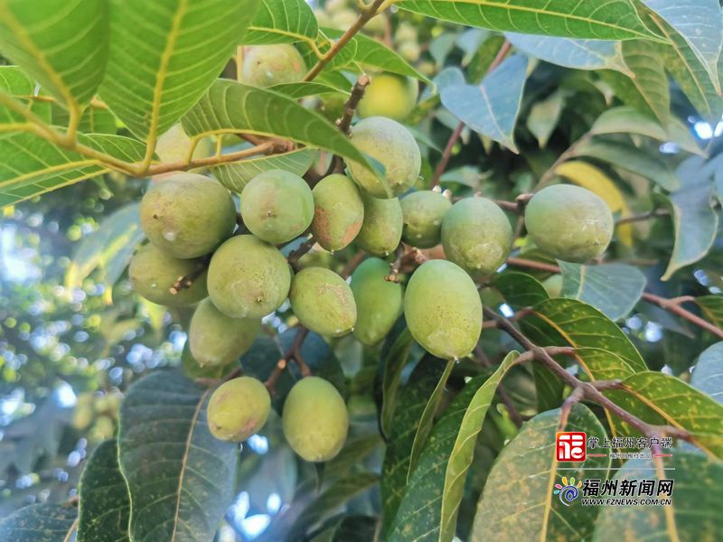 閩清：一顆小橄欖成就大產(chǎn)業(yè)
