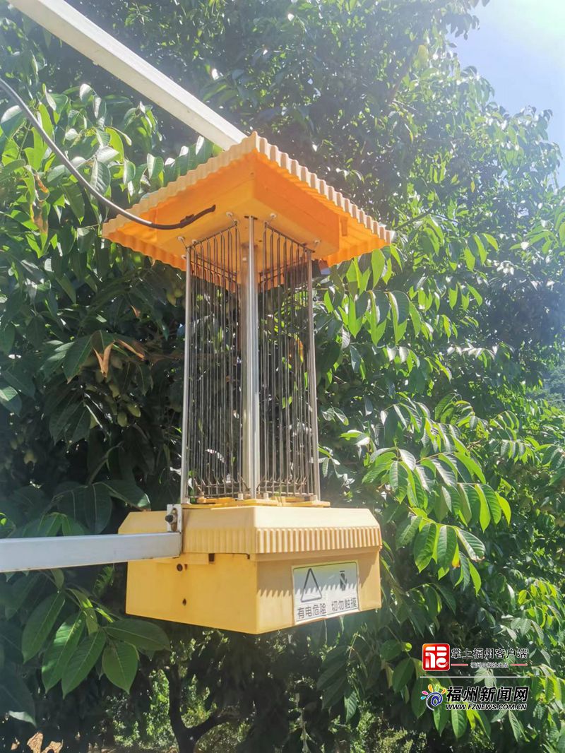 閩清：一顆小橄欖成就大產(chǎn)業(yè)