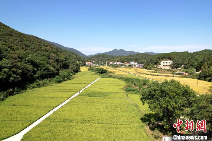 梁永英在軍聯(lián)村的水稻種植基地?！埥鸫?攝