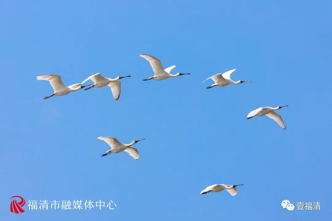 場面震撼！全球瀕危鳥類現身福清！