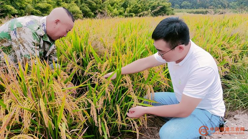 1龔春生（左）與村民交流水稻種植經(jīng)驗(yàn)  陳春花攝.jpg