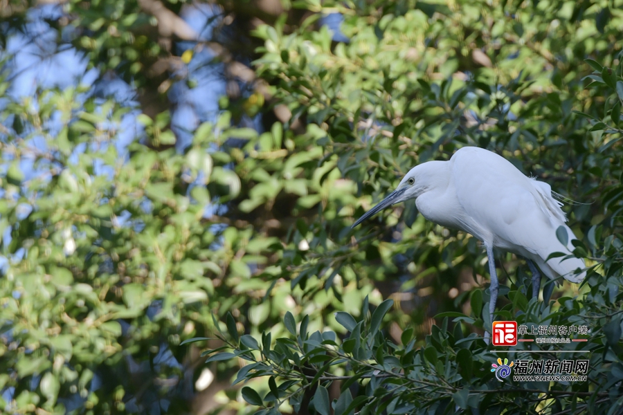福州白馬河水清岸綠 引來白鷺“做客”