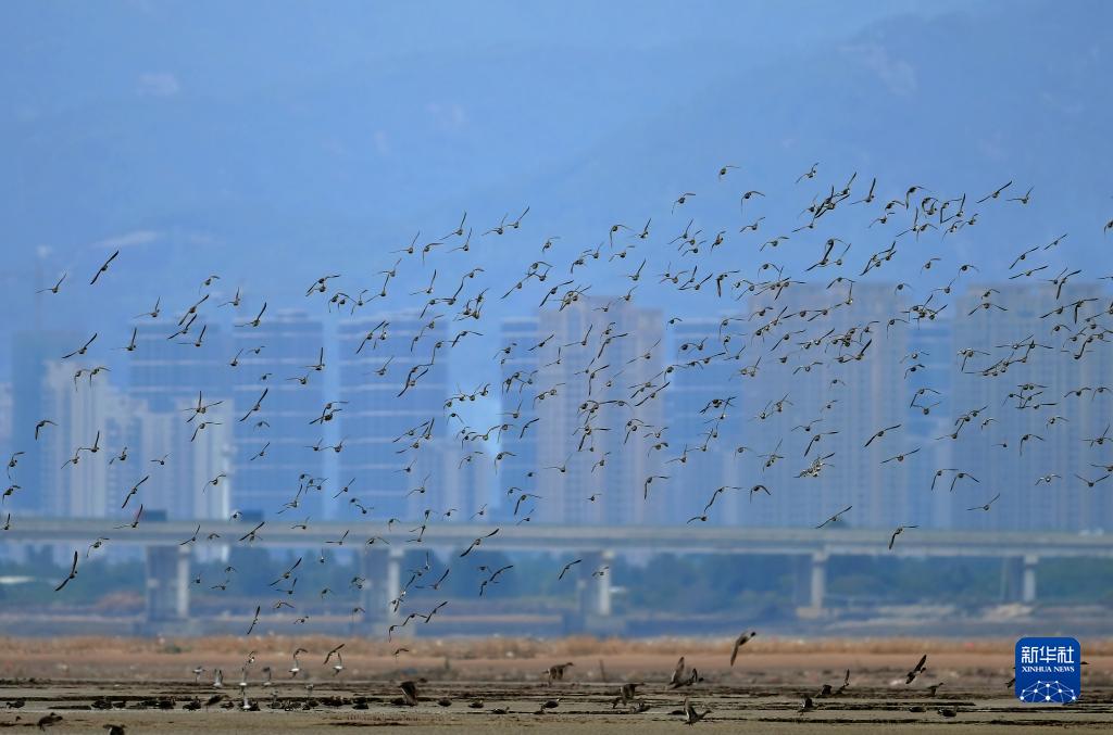 探訪“鳥類樂園”福建閩江河口濕地