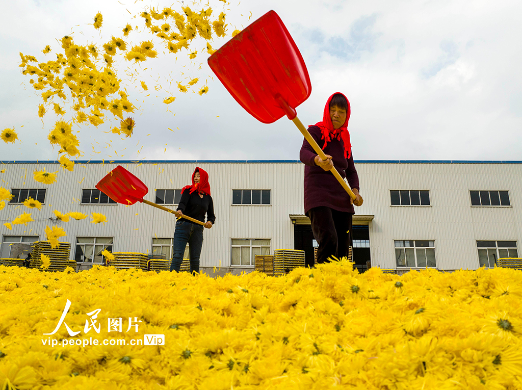 2022年11月9日，村民在江蘇省興化市大營鎮(zhèn)大營村菊花種植加工基地給金絲黃菊散熱。