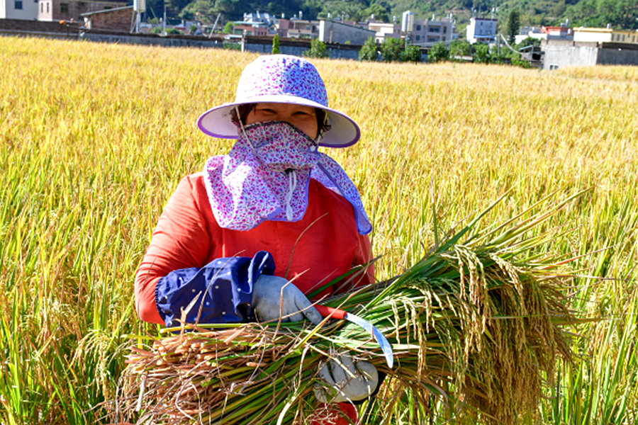 農(nóng)民在稻田里收割晚稻。夏海濱攝