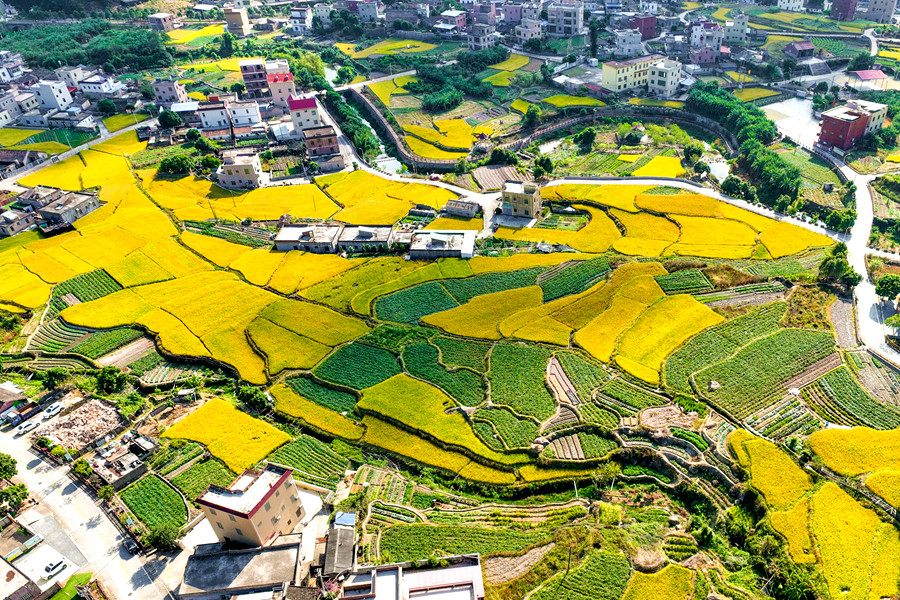 鄉(xiāng)村民居被金燦燦的稻海包圍，美如油畫。夏海濱攝