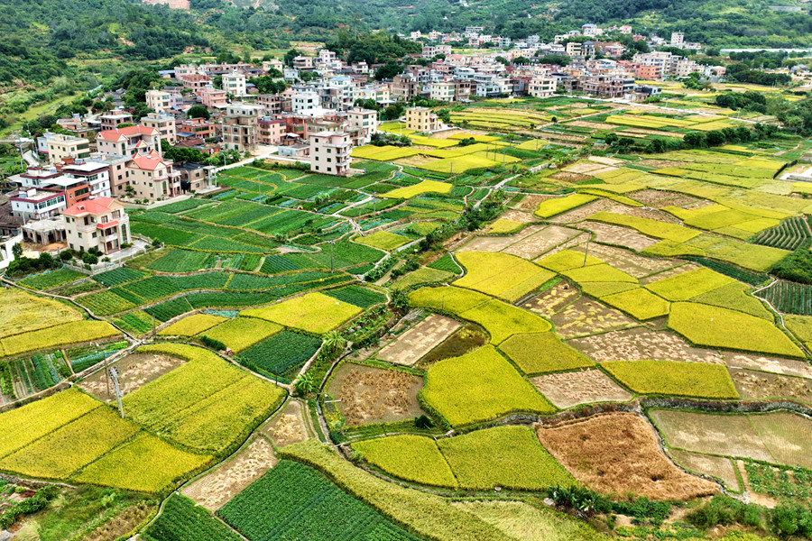 廈門市同安區(qū)汀溪鎮(zhèn)五峰村。夏海濱攝