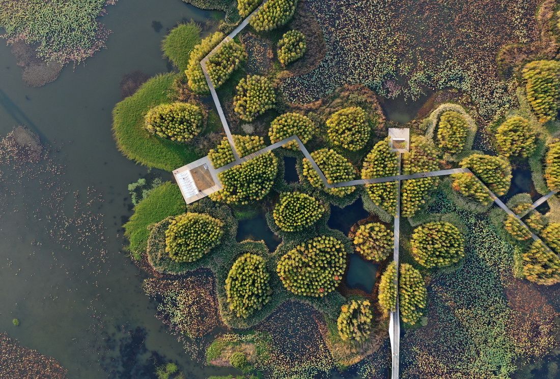 位于南昌市高新區(qū)的魚尾洲濕地公園（11月8日攝，無人機照片）。新華社記者 萬象 攝