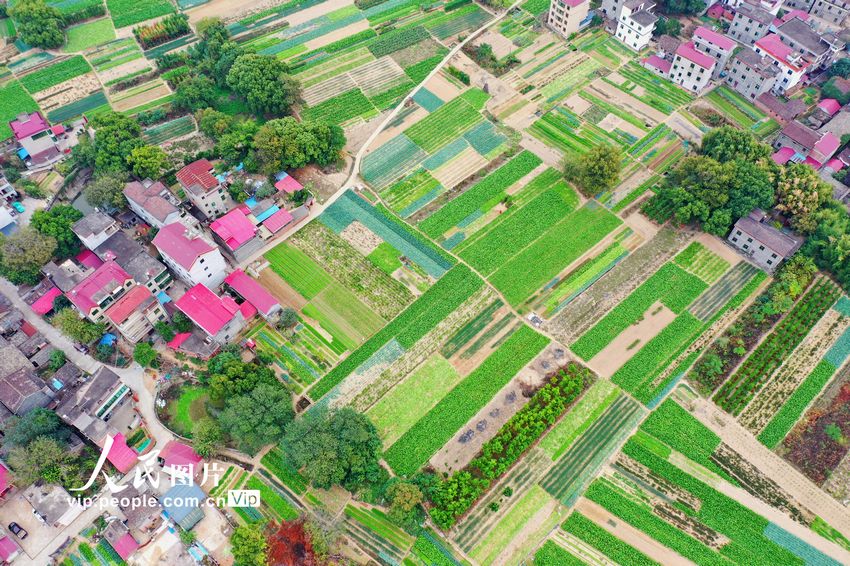 2022年11月14日，在江西省吉安市泰和縣澄江鎮(zhèn)蔬菜種植基地，條塊狀的菜地與紅瓦農(nóng)房相映成趣，構(gòu)成一幅美不勝收的田園風(fēng)景畫。