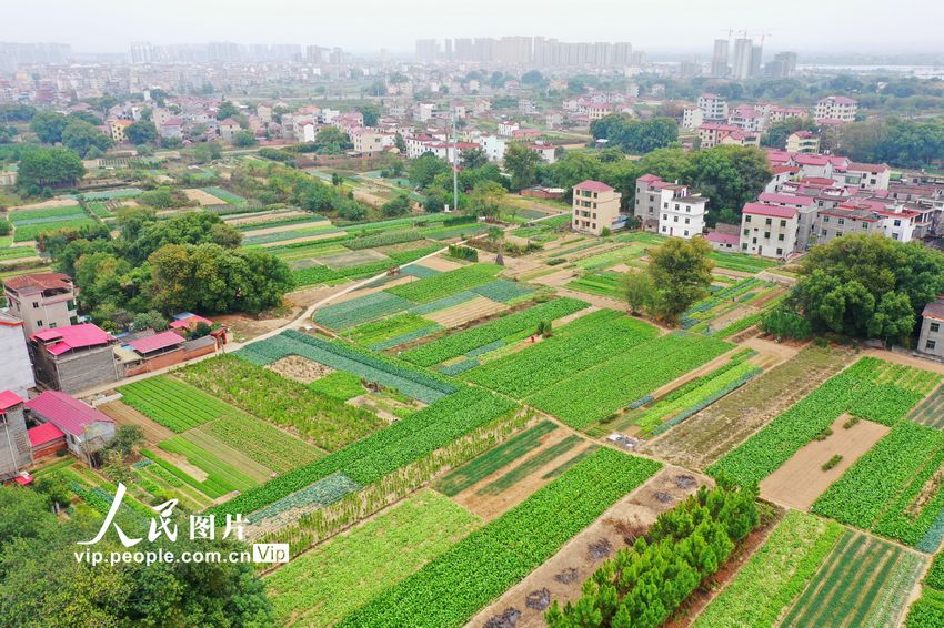 2022年11月14日，在江西省吉安市泰和縣澄江鎮(zhèn)蔬菜種植基地，條塊狀的菜地與紅瓦農(nóng)房相映成趣，構(gòu)成一幅美不勝收的田園風(fēng)景畫。