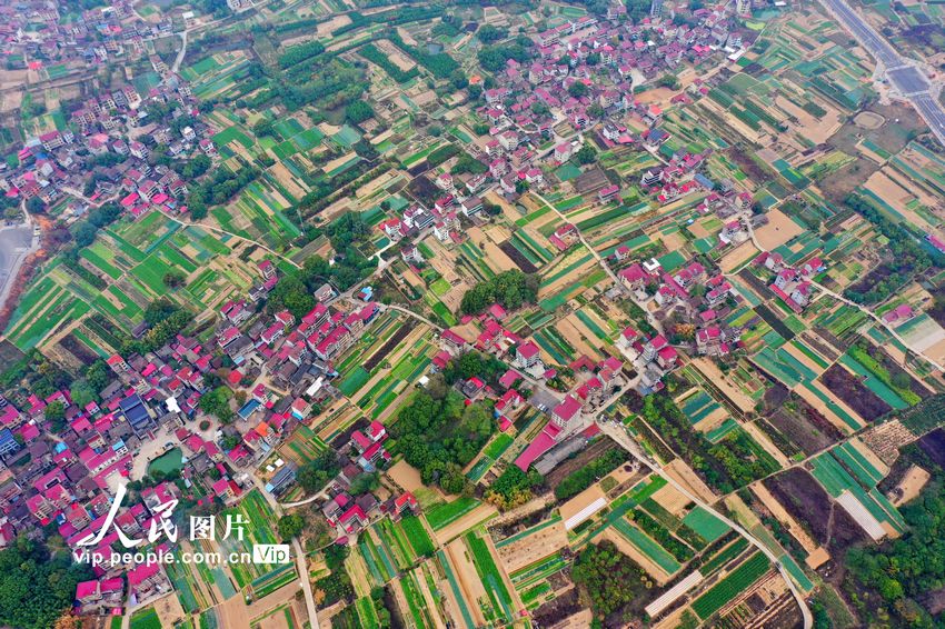2022年11月14日，在江西省吉安市泰和縣澄江鎮(zhèn)蔬菜種植基地，條塊狀的菜地與紅瓦農(nóng)房相映成趣，構(gòu)成一幅美不勝收的田園風(fēng)景畫。