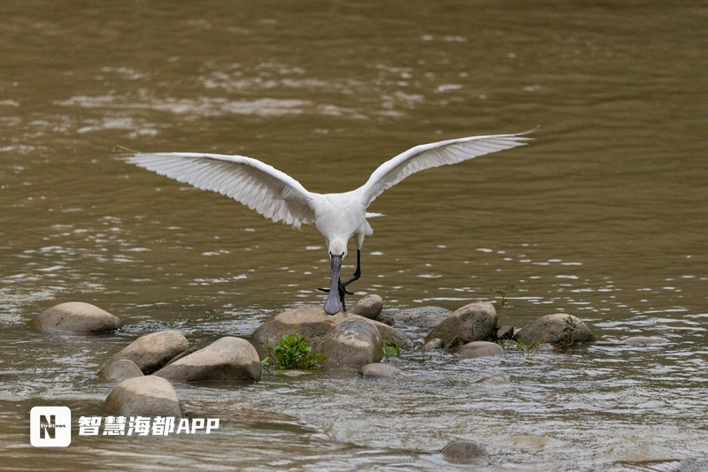 驚艷！國家二級(jí)保護(hù)動(dòng)物“白琵鷺”現(xiàn)身福建