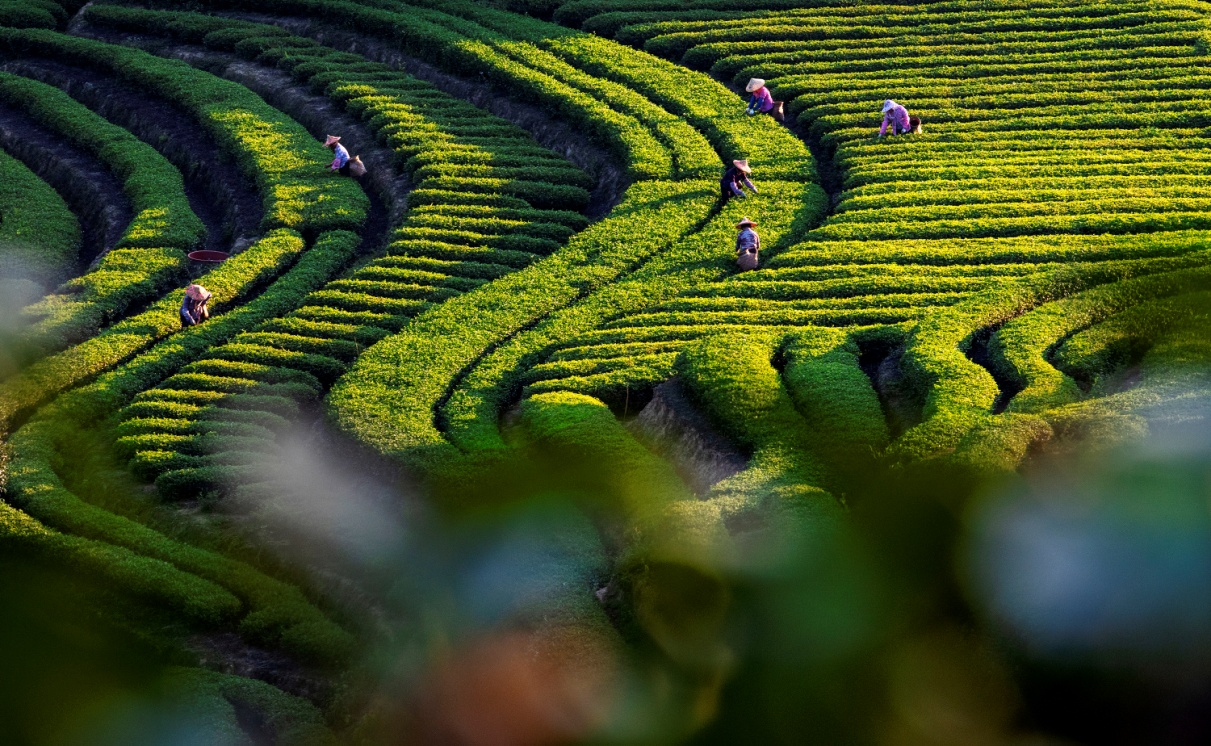 茶農(nóng)在生態(tài)茶園里采茶。林思南攝